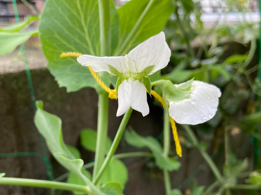 スナップエンドウ 収穫 袋栽培 自家菜園 家庭菜園 液体肥料 比較 初心者 野菜 果実 植え方 種 苗