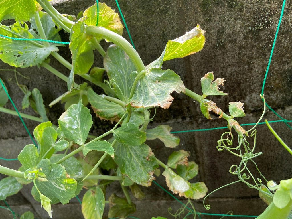 スナップエンドウ 収穫 袋栽培 自家菜園 家庭菜園 液体肥料 比較 初心者 野菜 果実 植え方 種 苗