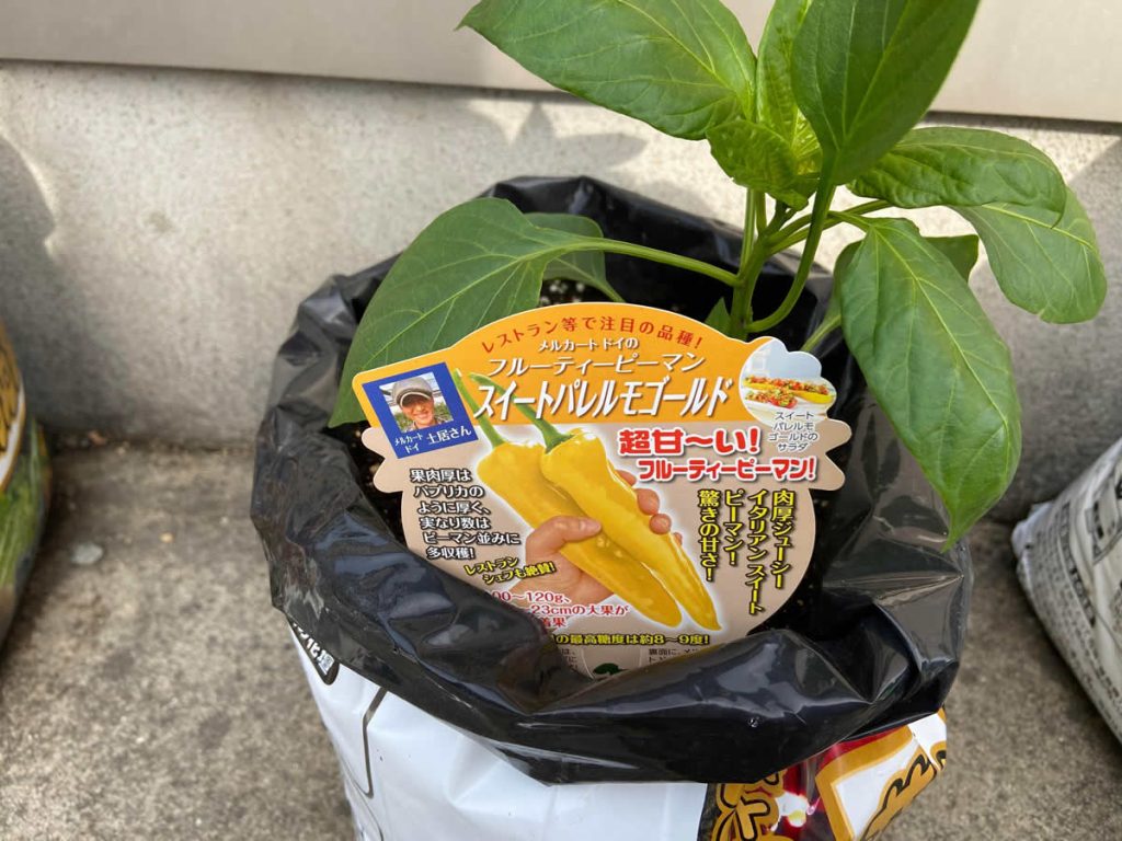 袋栽培 自家菜園 家庭菜園 液体肥料 比較 初心者 野菜 果実 植え方 種 苗 ピーマン ししとう 液肥料 比較