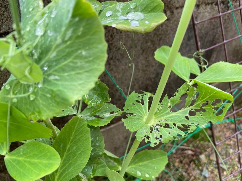 スナップエンドウ 収穫 袋栽培 自家菜園 家庭菜園 液体肥料 比較 初心者 野菜 果実 植え方 種 苗