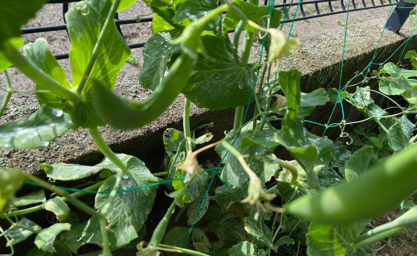 スナップエンドウ 収穫 袋栽培 自家菜園 家庭菜園 液体肥料 比較 初心者 野菜 果実 植え方 種 苗