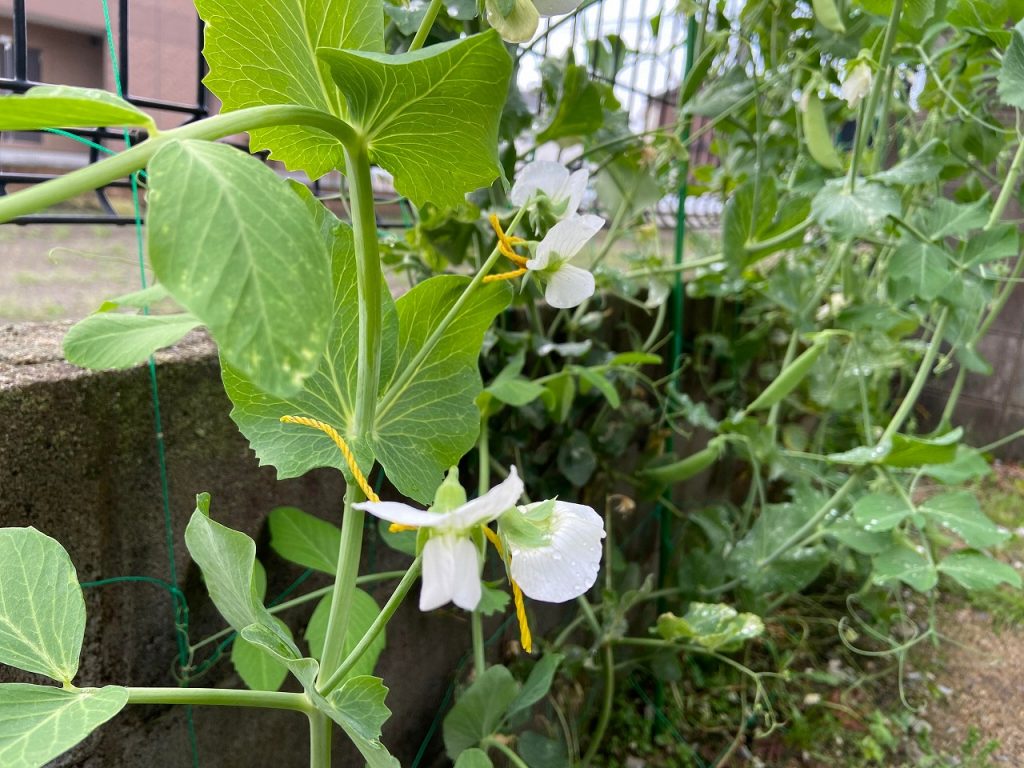 スナップエンドウ 収穫 袋栽培 自家菜園 家庭菜園 液体肥料 比較 初心者 野菜 果実 植え方 種 苗