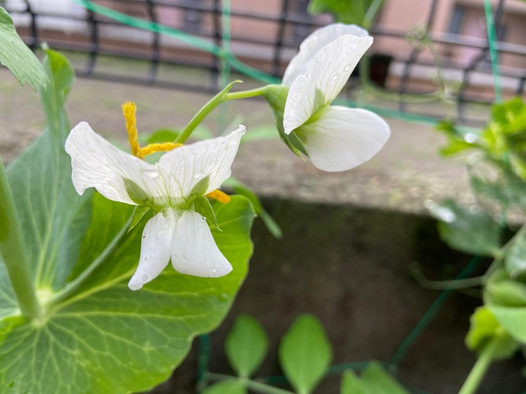 スナップエンドウ 収穫 袋栽培 自家菜園 家庭菜園 液体肥料 比較 初心者 野菜 果実 植え方 種 苗