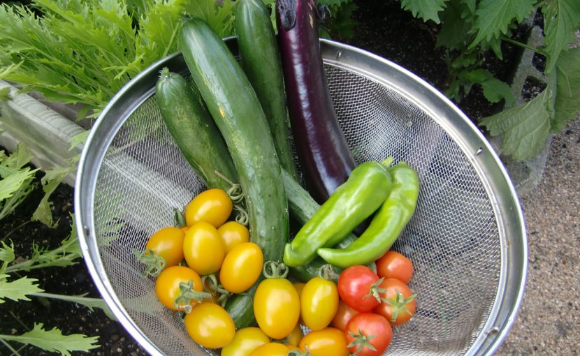 トマト 種 苗 袋栽培 自家菜園 家庭菜園 液体肥料 比較 初心者 野菜 果実 植え方 種 苗 野菜