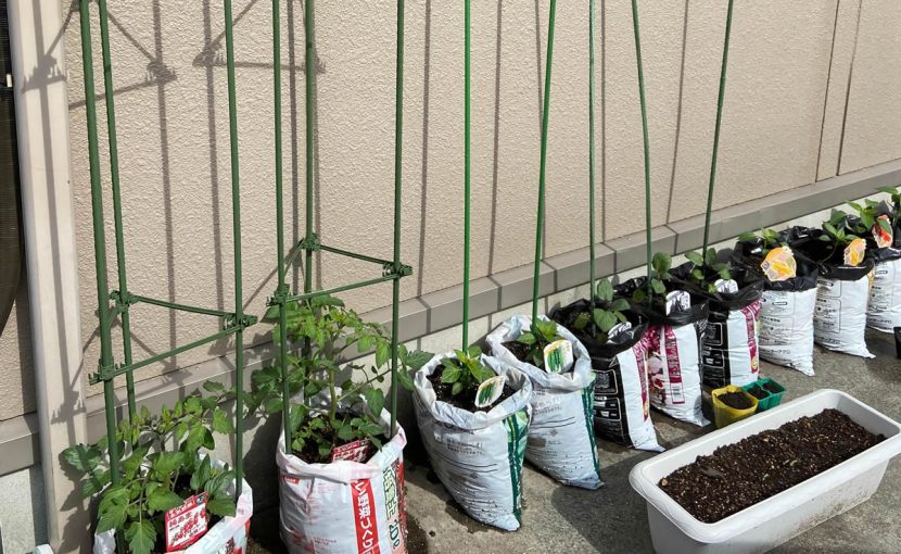 袋栽培 自家菜園 家庭菜園 液体肥料 比較 初心者 野菜 果実 植え方 種 苗