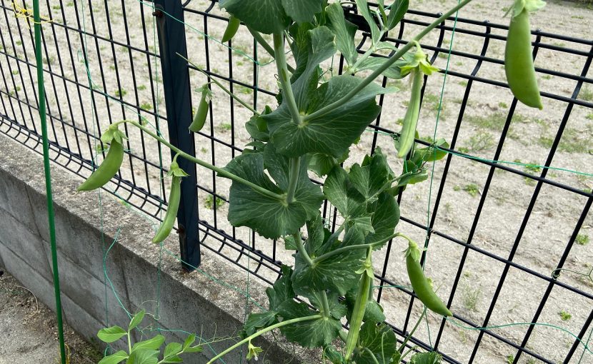 スナップエンドウ えんどう エンドウ豆 収穫時期 野菜　家庭菜園