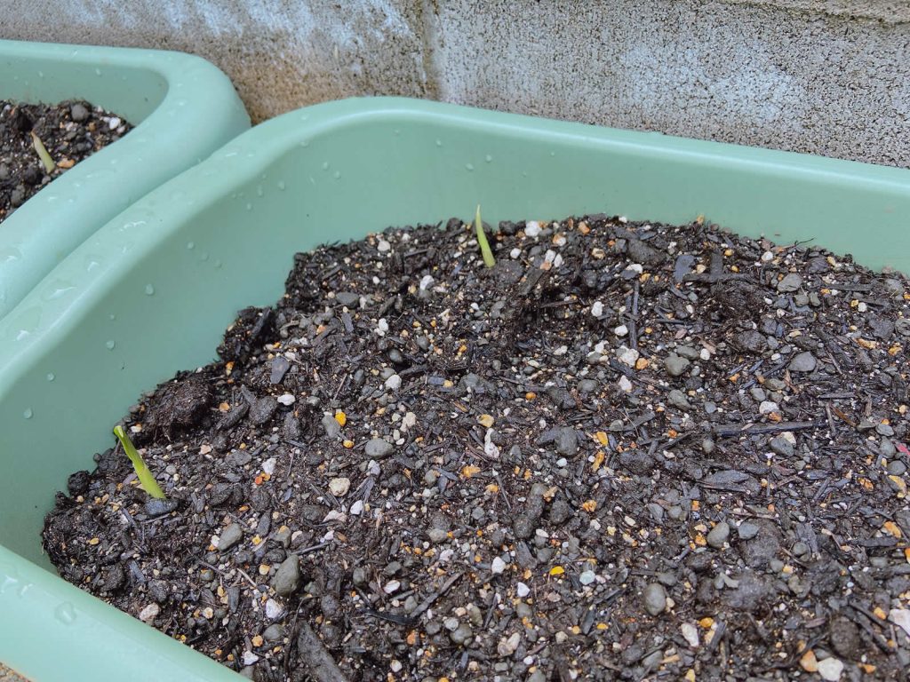 プランター みょうが　ミョウガ 袋栽培 自家菜園 家庭菜園 液体肥料 比較 初心者 野菜 果実 植え方 種 苗