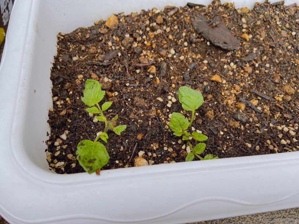 トマト 種 苗 袋栽培 自家菜園 家庭菜園 液体肥料 比較 初心者 野菜 果実 植え方 種 苗