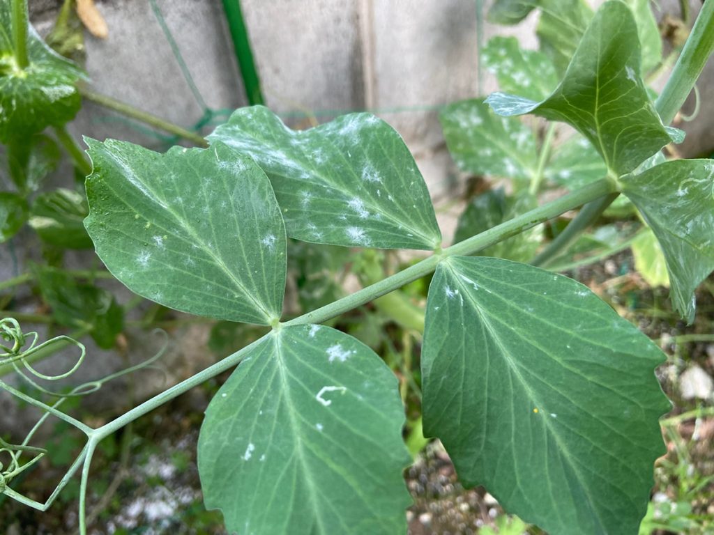 うどんこ病　スナップエンドウ豆