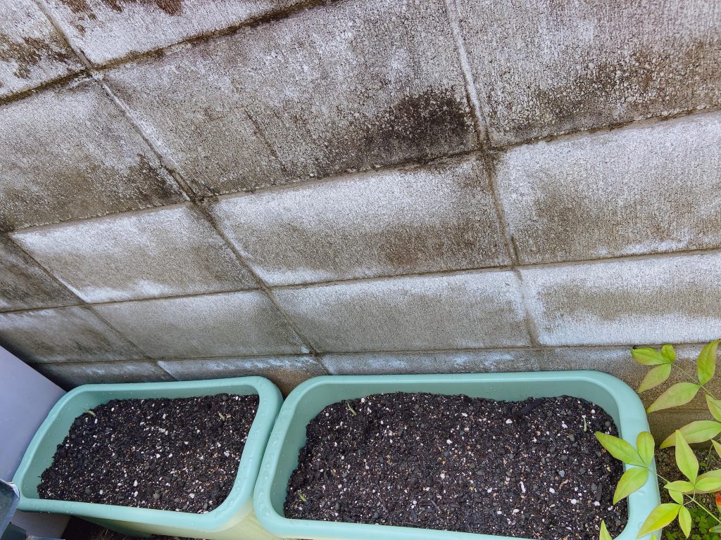 プランター みょうが　ミョウガ 袋栽培 自家菜園 家庭菜園 液体肥料 比較 初心者 野菜 果実 植え方 種 苗
