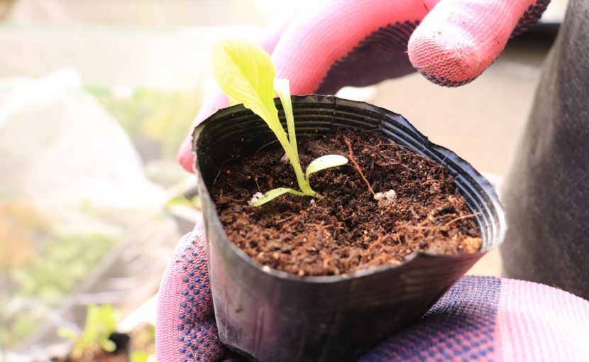 種 苗 袋栽培 自家菜園 家庭菜園 液体肥料 比較 初心者 野菜 果実 植え方 種 苗