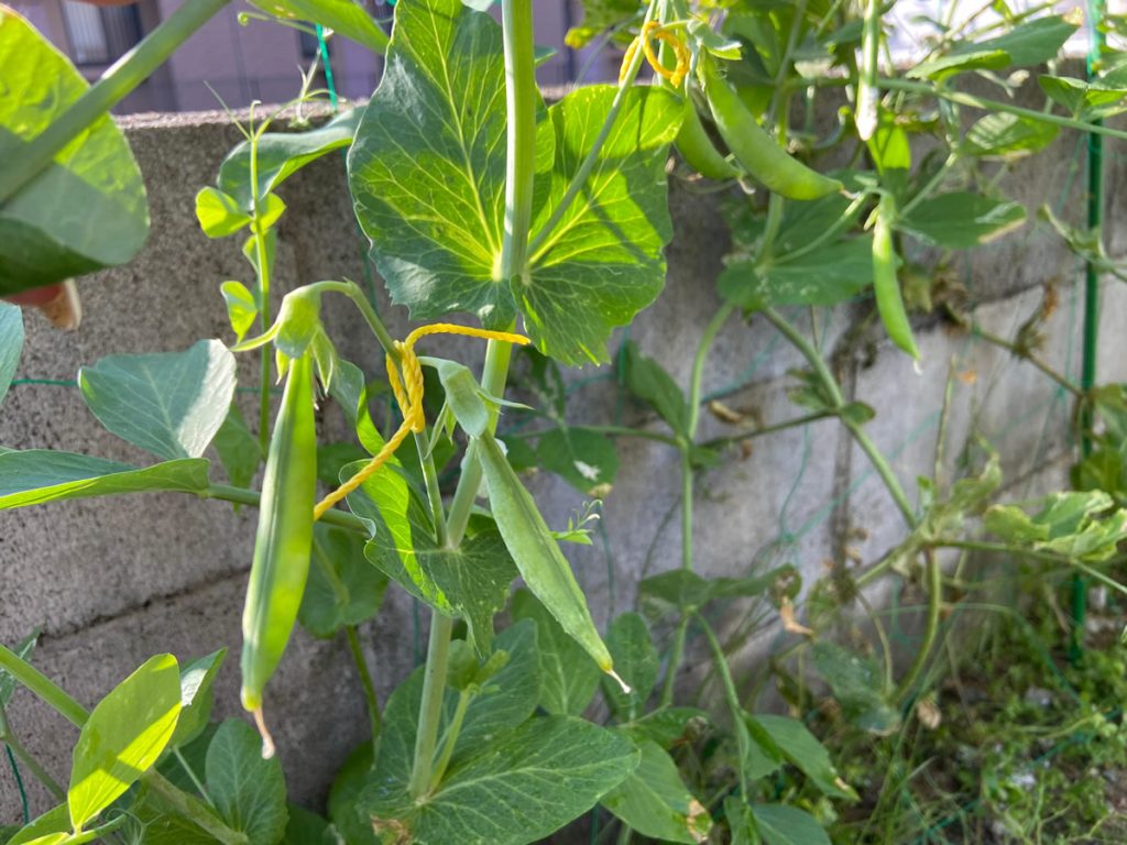 スナップえんどう 収穫時