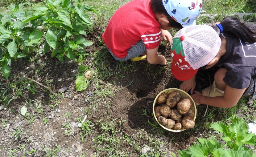 種 苗 袋栽培 自家菜園 家庭菜園 液体肥料 比較 初心者 食育 子ども 野菜 果実 植え方 種 苗