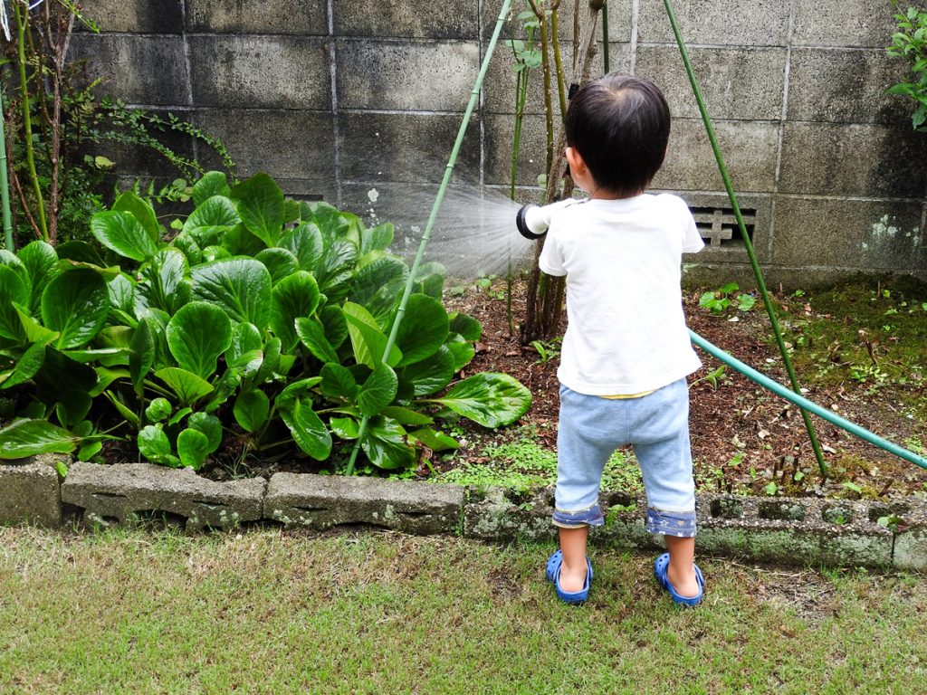 水やり トマト 種 苗 袋栽培 自家菜園 家庭菜園 液体肥料 比較 初心者 野菜 果実 植え方 種 苗