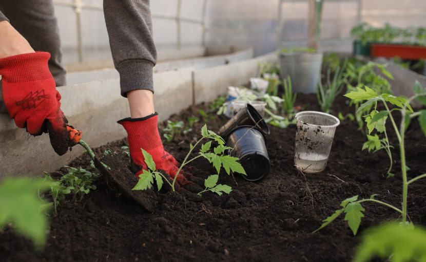 液体肥料 比較 袋栽培 自家菜園 家庭菜園 液体肥料 比較 初心者 野菜 果実 植え方 種 苗