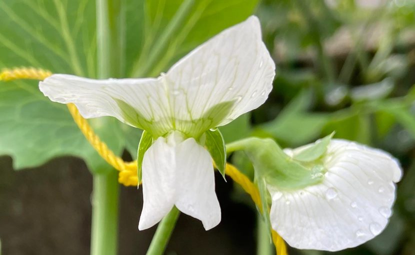 スナップエンドウ 収穫 袋栽培 自家菜園 家庭菜園 液体肥料 比較 初心者 野菜 果実 植え方 種 苗