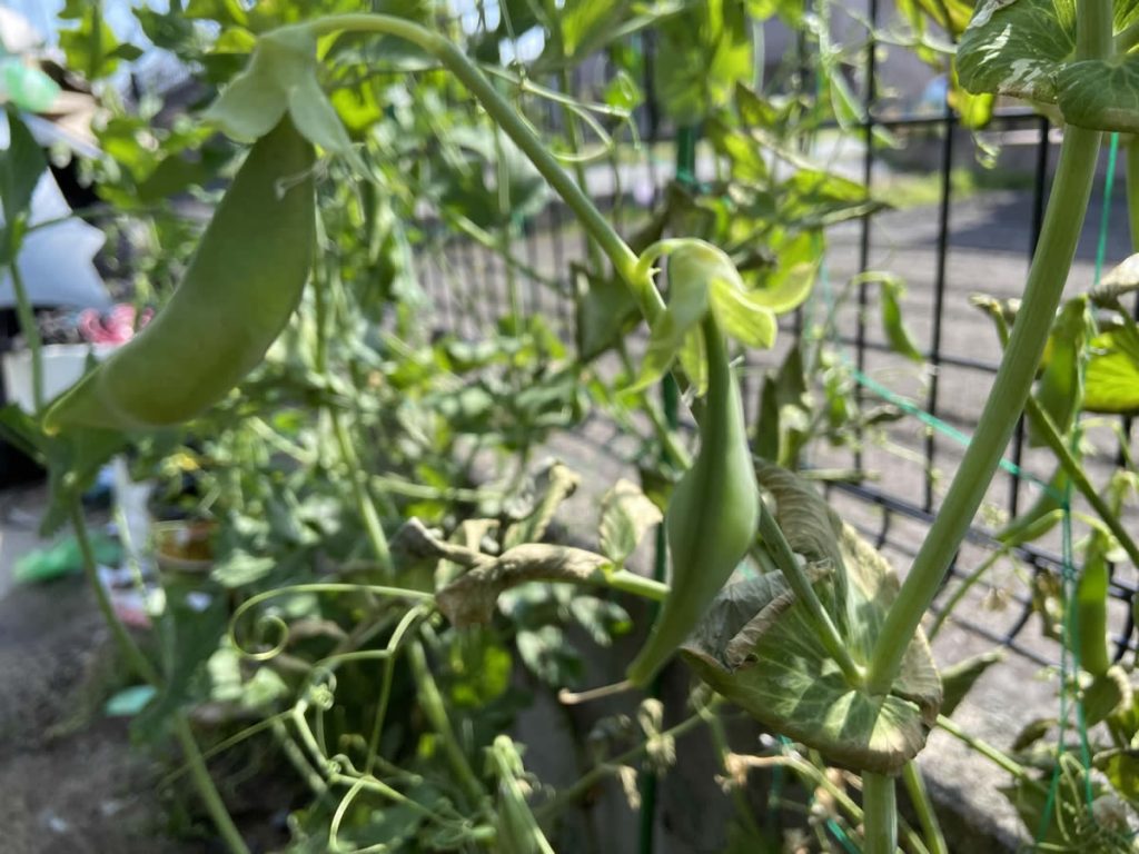 スナップエンドウ 収穫 袋栽培 自家菜園 家庭菜園 液体肥料 比較 初心者 野菜 果実 植え方 種 苗