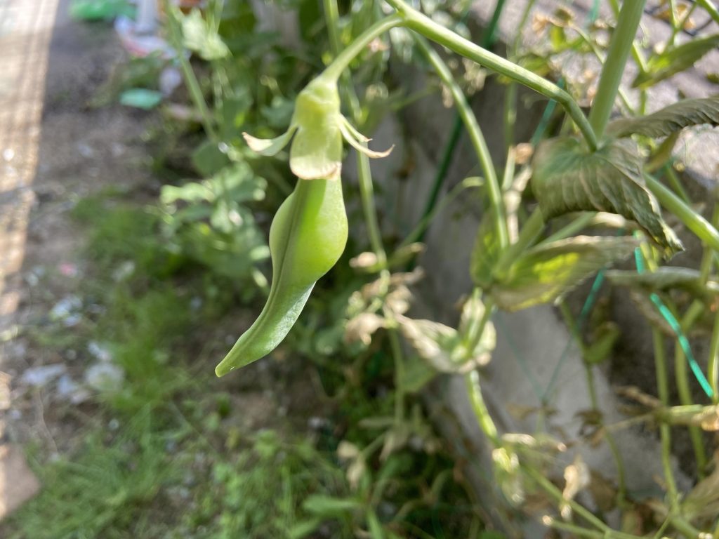 スナップエンドウ 収穫 袋栽培 自家菜園 家庭菜園 液体肥料 比較 初心者 野菜 果実 植え方 種 苗