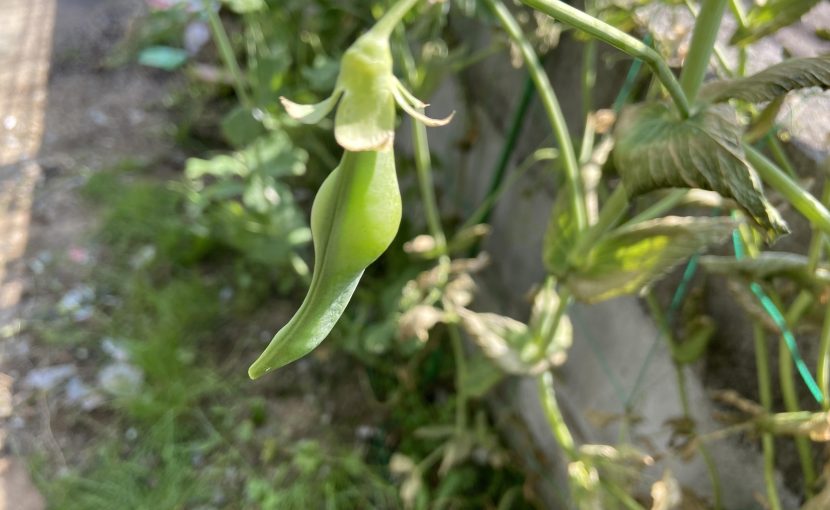 スナップエンドウ 収穫 袋栽培 自家菜園 家庭菜園 液体肥料 比較 初心者 野菜 果実 植え方 種 苗