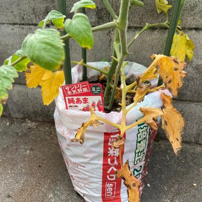 ミニトマトの葉が黄色くなる原因と対処方法 おうちガーデン ミニトマトの葉が黄色くなる原因と対処方法 おうちガーデン