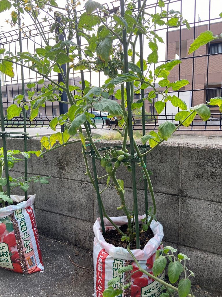 トマト 葉 葉っぱ 黄色 老化　下葉の処理