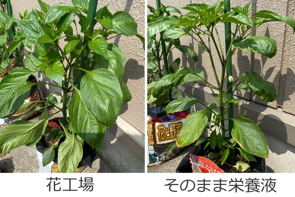 袋栽培 自家菜園 家庭菜園 液体肥料 比較 初心者 野菜 果実 植え方 種 苗 ピーマン ししとう 液肥料 比較