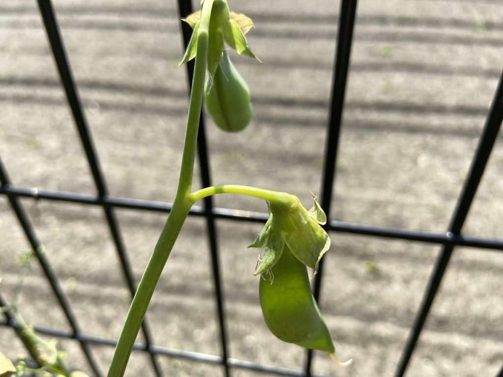 スナップエンドウ 収穫 袋栽培 自家菜園 家庭菜園 液体肥料 比較 初心者 野菜 果実 植え方 種 苗