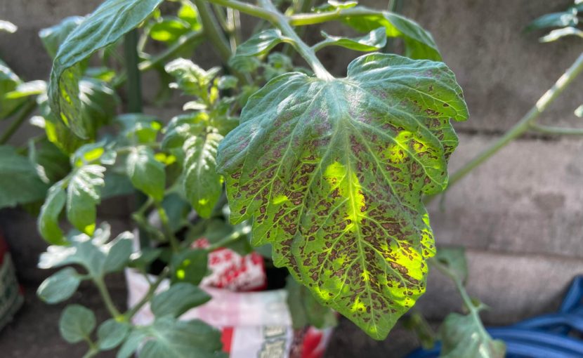 トマト トラブル 袋栽培 黒い斑点 葉カビ病 すすかび病 カビの胞子