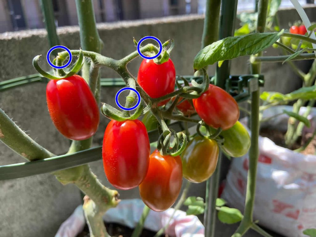 トマト プチトマト ミニトマト 収穫　純あま アイコ マイクロトマト