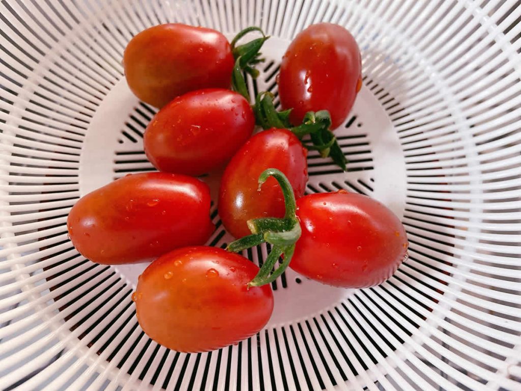 トマト プチトマト ミニトマト 収穫　純あま アイコ マイクロトマト