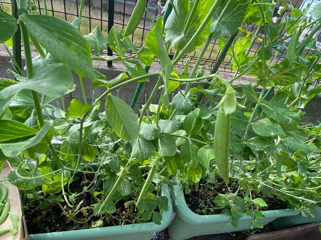 スナップエンドウ 家庭菜園