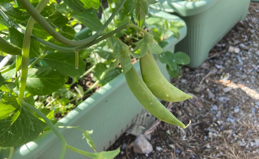 スナップエンドウ 家庭菜園