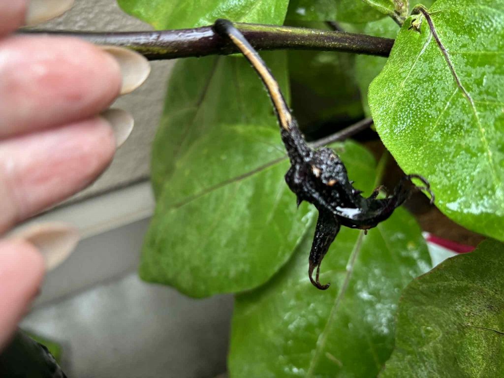 おうちガーデン 自家菜園 家庭菜園 なす