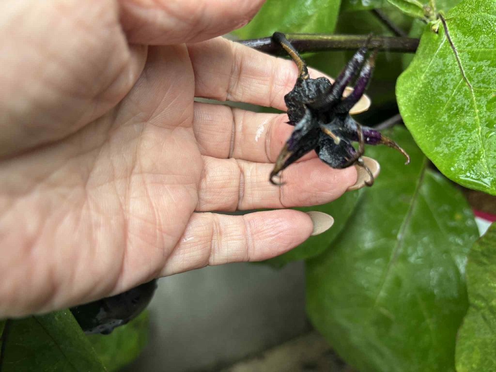 おうちガーデン 自家菜園 家庭菜園 なす