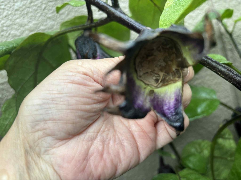 おうちガーデン 自家菜園 家庭菜園 なす