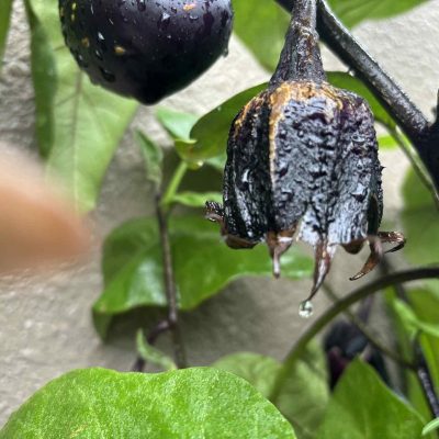 おうちガーデン 自家菜園 家庭菜園　なす