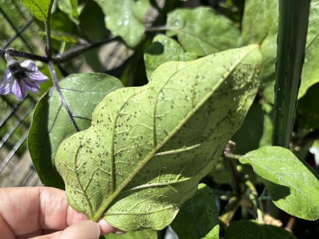 なす　べたべた　アブラムシ ハダニ　防虫　対策