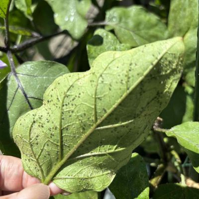 なす　べたべた　アブラムシ ハダニ　防虫　対策