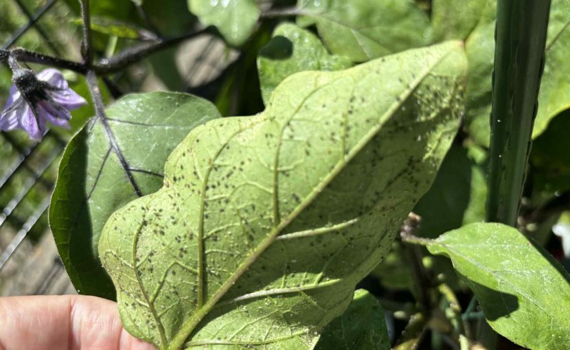 なす　べたべた　アブラムシ ハダニ　防虫　対策