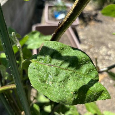 なす　べたべた　アブラムシ ハダニ　防虫　対策