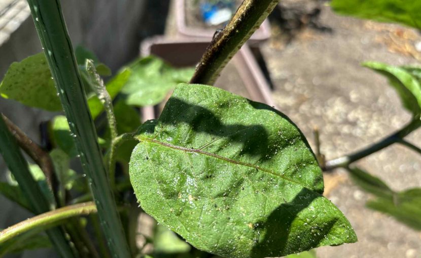 なす　べたべた　アブラムシ ハダニ　防虫　対策